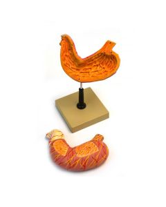 Human Life size model Stomach