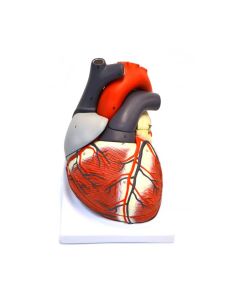 Giant Human Heart Model