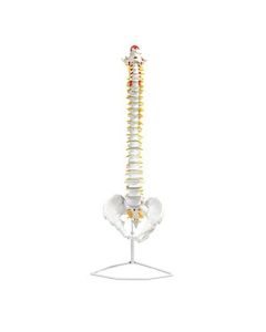 Human Spine Anatomical Model, Flexible - Medical Quality, Life Sized - 31.5" Height - Includes Complete Pelvis & Hanging Mount - Eisco Labs