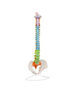 Didactic Human Spine Anatomical Model, Flexible - Medical Quality, Life Sized - 31.5" Height - Includes Complete Pelvis & Hanging Mount - Eisco Labs