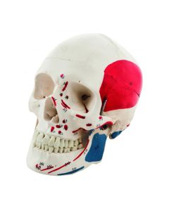 Human Adult Skull Model with Painted Muscle Details, 3 Part - Life Size Anatomical Replica - Numbered with Key Card - Medical Quality, 9 Inches - Removable Skull Cap - Eisco Labs