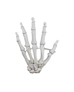 Hand Model, Left - Articulated - Anatomically Accurate Human Hand Bone Replica - Natural Size, Natural Color - Eisco Labs