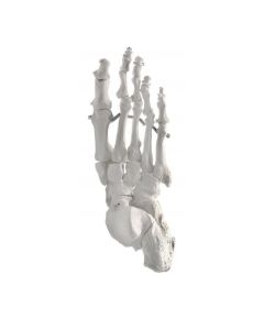 Foot Model, Right - Articulated - Anatomically Accurate Human Foot Bone Replica - Natural Size, Natural Color - Eisco Labs