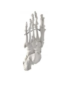 Foot Model, Left - Articulated - Anatomically Accurate Human Foot Bone Replica - Natural Size, Natural Color - Eisco Labs