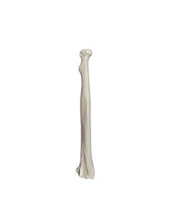 Radius Bone Model - RIGHT - Anatomically Accurate Human Radial Bone Replica - Eisco