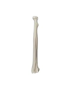 Radius Bone Model - LEFT - Anatomically Accurate Human Radial Bone Replica - Eisco