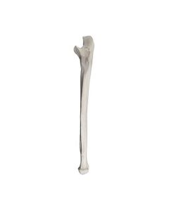 Ulna Bone Model - Left - Anatomically Accurate Human Ulnar Bone Replica - Eisco