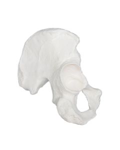 Hip Bone Model - Left - Anatomically Accurate Human Coxal Bone Replica - Eisco