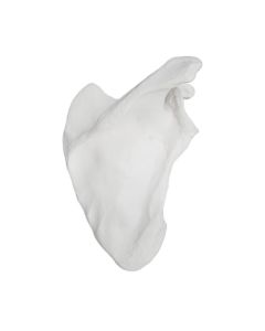 Scapula Bone Model, Right - Anatomically Accurate Human Scapula Bone Replica - Natural Size, Natural Color - Eisco Labs