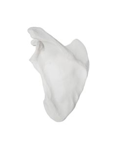 Scapula Bone Model, Left - Anatomically Accurate Human Scapula Bone Replica - Natural Size, Natural Color - Eisco Labs