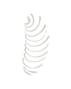 Disarticulated Rib Bones Set - Half Set, 12 Bones - Anatomically Accurate Human Rib Bone Model Replica -Eisco Labs