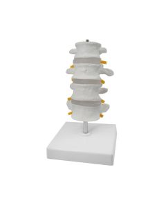 4 Lumbar Vertebrae with Nerve Branches Model, 7.25" tall - Natural Size - Mounted on Base - Eisco Labs