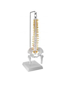 Spinal Column Model, with Nerve Branches, Pelvis & Femur Detail - 1/2 Natural Size, Flexible - Rod Mount, Hanging Type - Eisco Labs