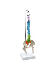 Colored Spinal Column Model, with Pelvis & Femur Detail - 1/2 Natural Size, Flexible - Rod Mount, Hanging Type - Eisco Labs