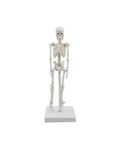 Miniature Human Skeleton Model, 8" Tall - With Mount & Stand - Anatomical Model, Articulated, Flexible Joints - Eisco Labs