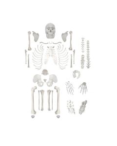 Disarticulated Human Skeleton, Full, Medical Quality, Life Sized (62" Model Height)