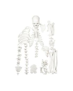 Disarticulated Human Skeleton - HALF - Medical Quality, Life Sized (62" Model Height) - 23 Intervertebral Discs, 3 Part Skull with Moveable Jaw - Eisco Labs