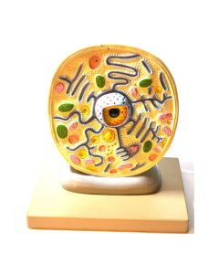 Plant Cell Model, Attached to Base - Cell Diameter 8", Cell Height 10", Electron Microscope Structure - Eisco Labs