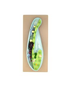 Eisco™ Slipper Animalcule Paramecium Model