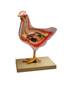 Eisco Labs Model Bird Dissection, Rooster