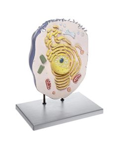 Animal Cell Model, 21 Inch - Mounted