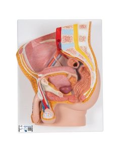 Model Male Pelvis Section - 2 Parts