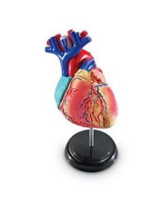 Heart Anatomy Model