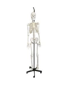 Human Articulated Skeleton Model, Hanging - Eisco Labs