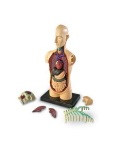 Human Body Anatomy Model 