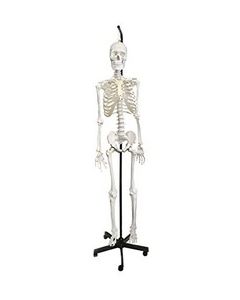Life Sized Human Skeleton Model (62" Height), Articulated Joints, Pelvic Mounted with Wheeled Base