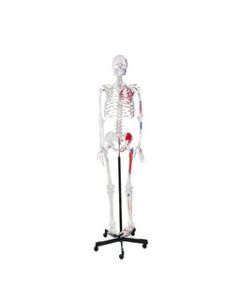 Human Muscular Skeleton Model, Natural Size - Flexible, Painted Muscle Origins & Insertions, Ligaments Details - Rod Mount with Rolling Base - Eisco Labs