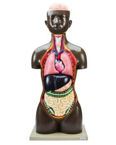 Torso with Head 8 Parts - African American Male