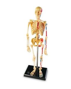 Skeleton Anatomy Model