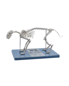 Cat Skeleton Model