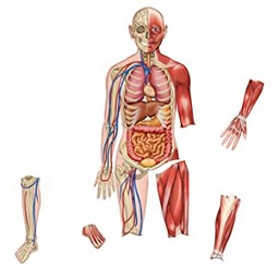 Double-Sided Magnetic Human Body 