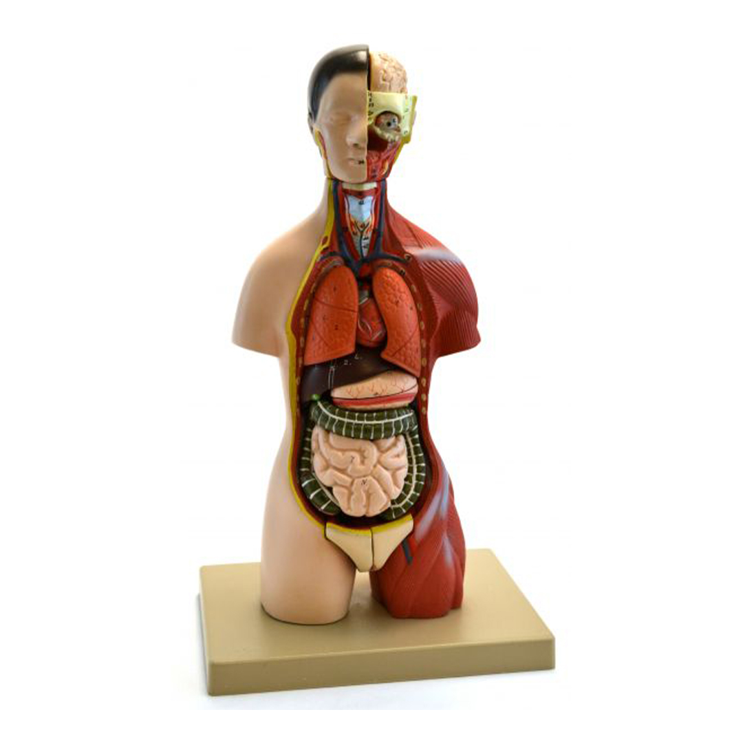 Eisco Labs Adult Torso Anatomical Model with Head, 16 parts, Half-Size, Approx. 18