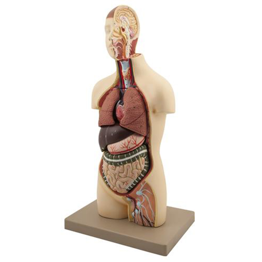 Eisco Labs Youth Torso Anatomical Model with Head, 9 parts, Half-Size, Approx. 18