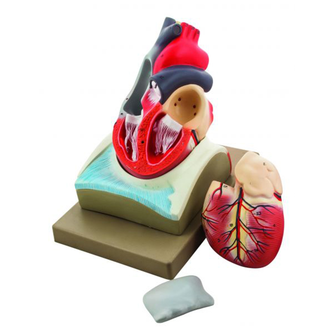 Eisco Labs Human Heart Model; Larger than Life Size (8