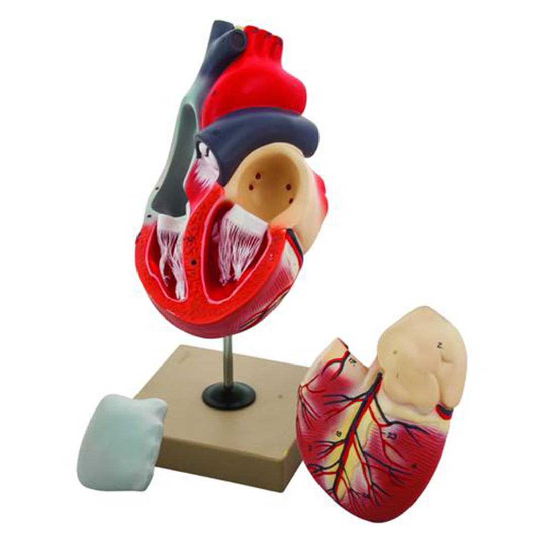 Eisco Labs Human Heart Model, 2x Life Size, 3 Part, 12