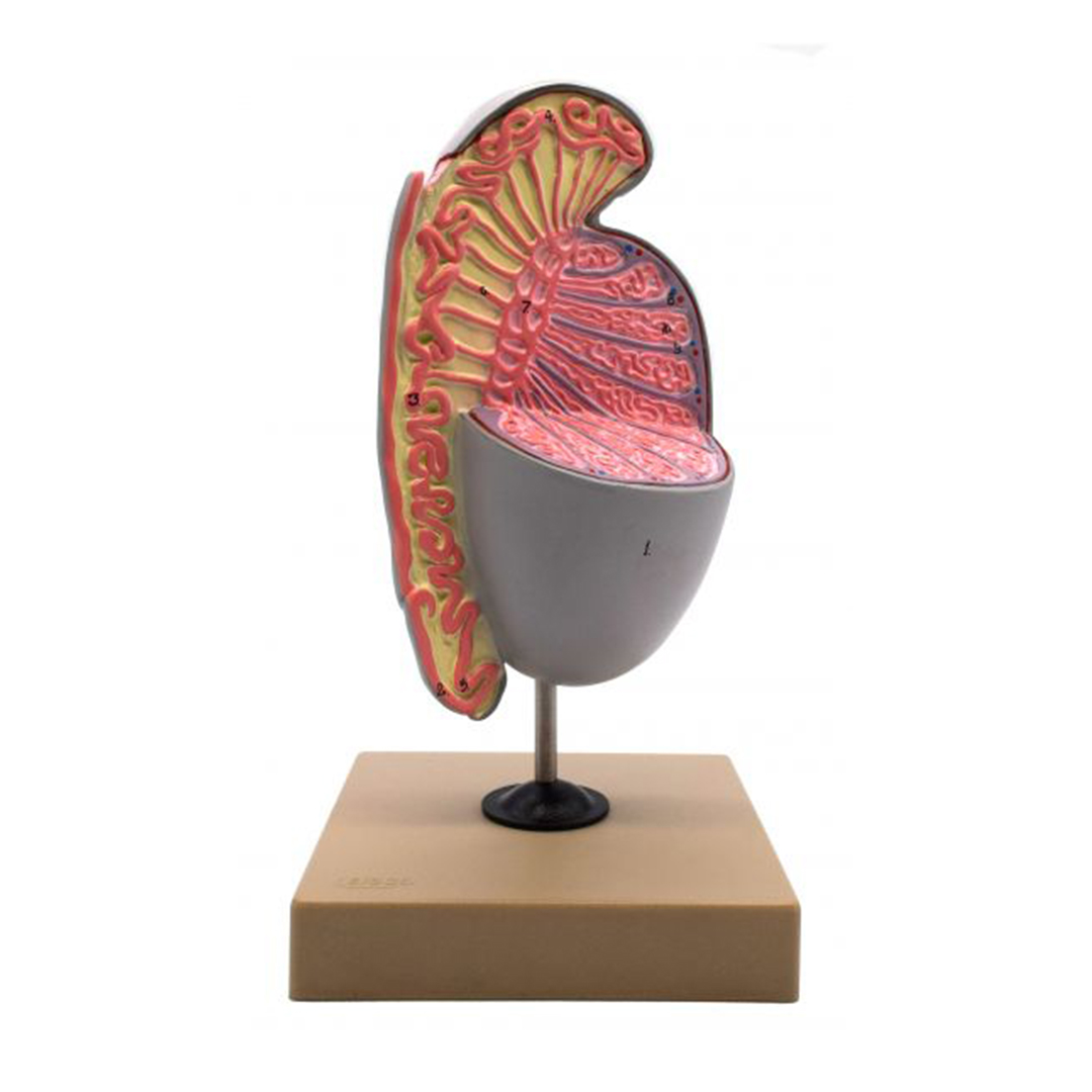 Human Testicle Model, Three Dimensional, with Hand Painted Details - Mounted on Stand, 9