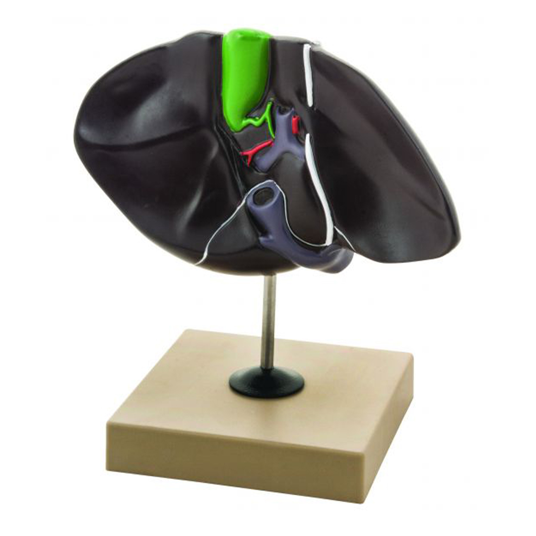 Eisco Labs Human Liver Model, Half Life Size, With Gall Bladder, 3 Dimensional, 7 x 5 Inches