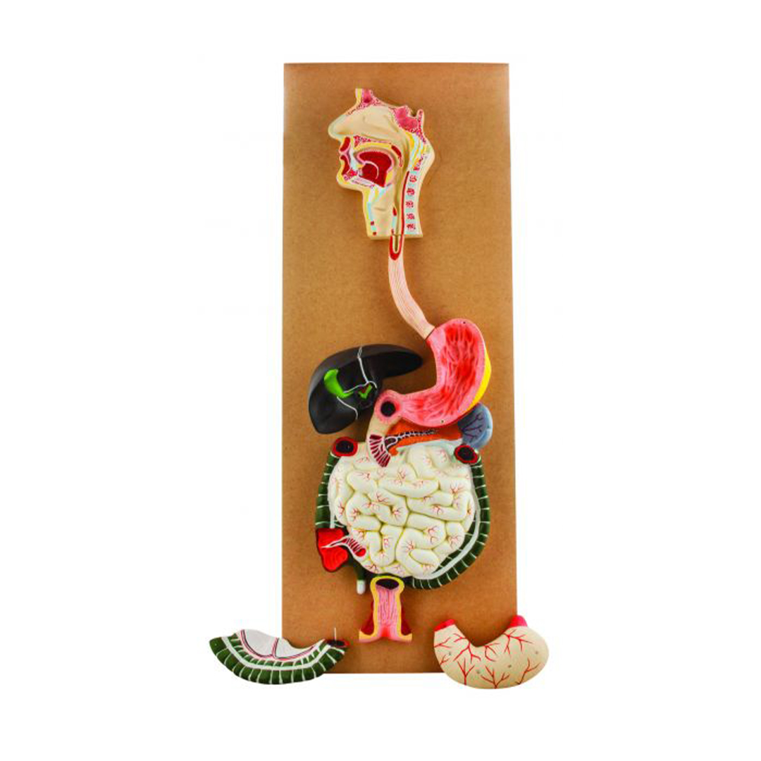 Eisco Labs Human Digestive System Model, Life Size, 32
