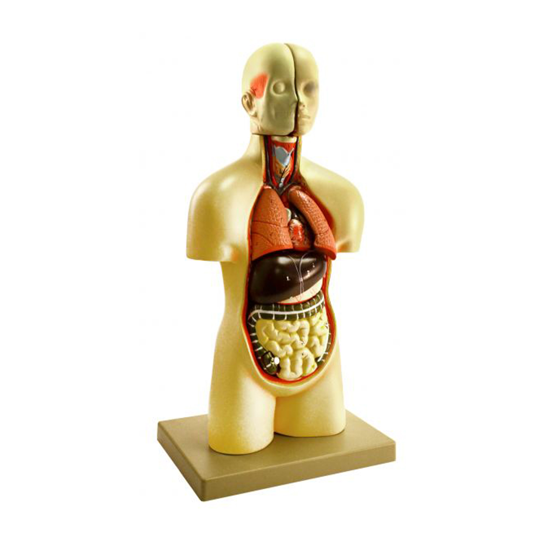 Miniature Human Torso Model (Sexless), 19