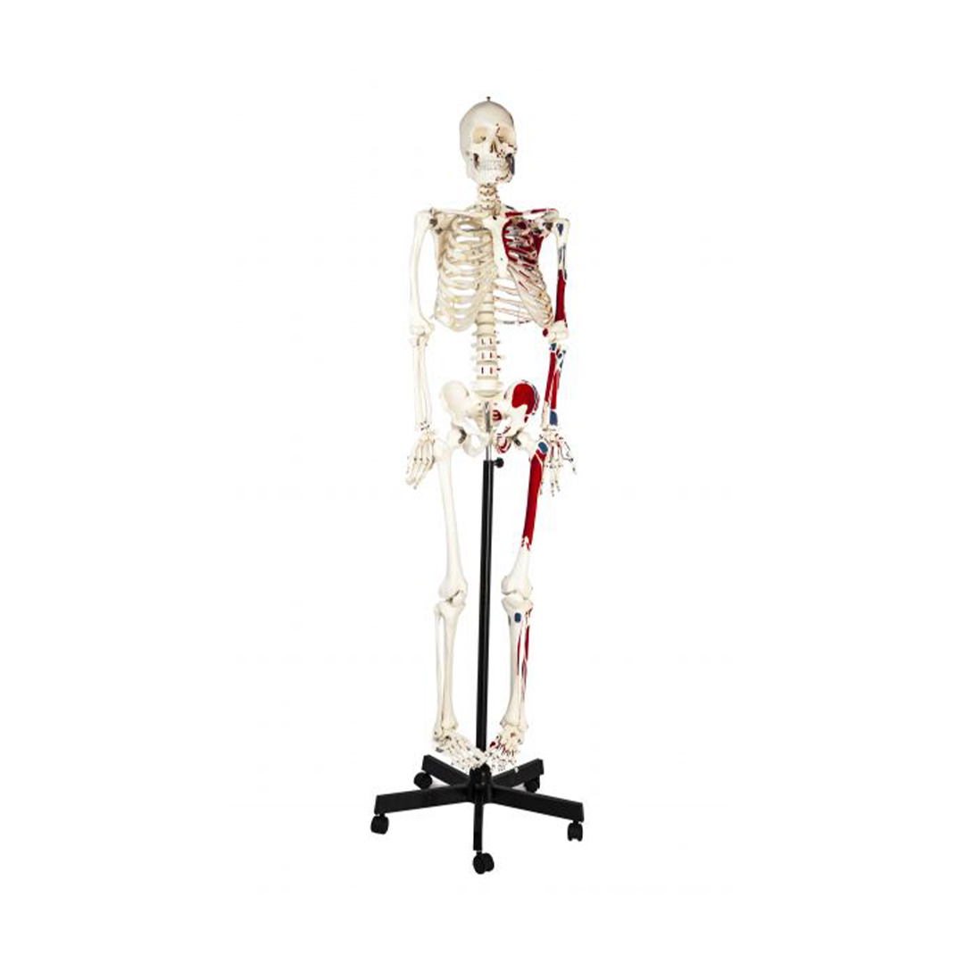 Human Skeleton Model, Full Size - Half Painted Muscles - Rod Mounted - Incredible Detail for Anatomical Study - Eisco Labs