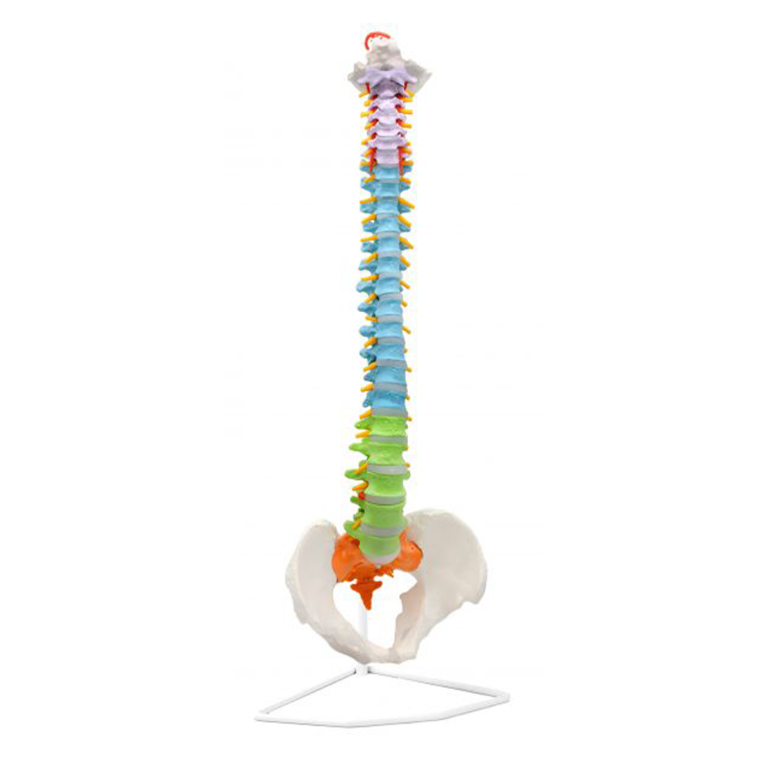 Didactic Human Spine Anatomical Model, Flexible - Medical Quality, Life Sized - 31.5
