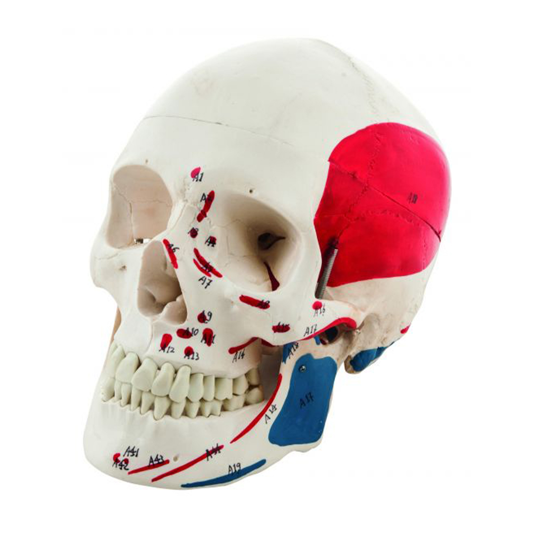 Human Adult Skull Model with Painted Muscle Details, 3 Part - Life Size Anatomical Replica - Numbered with Key Card - Medical Quality, 9 Inches - Removable Skull Cap - Eisco Labs
