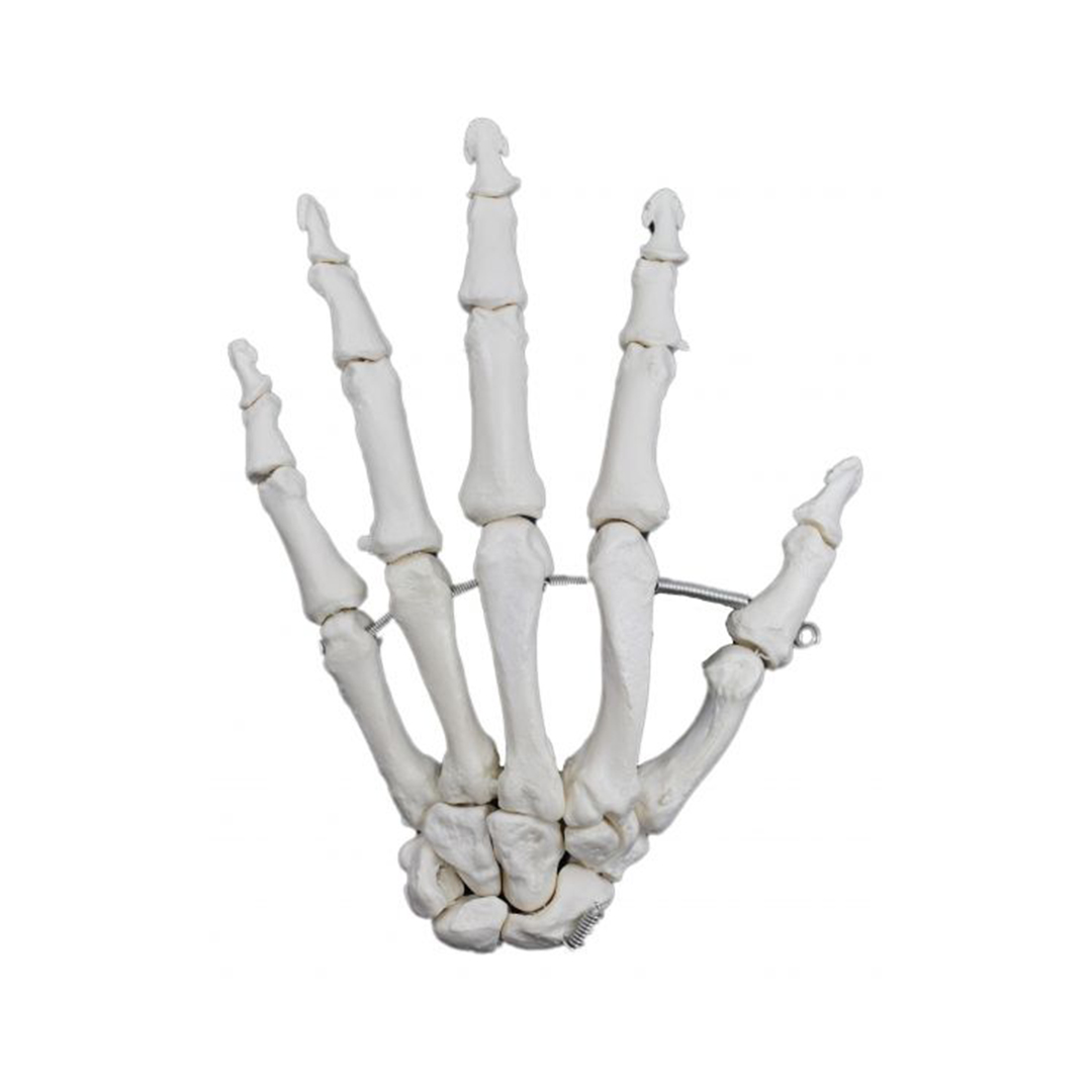 Hand Model, Left - Articulated - Anatomically Accurate Human Hand Bone Replica - Natural Size, Natural Color - Eisco Labs