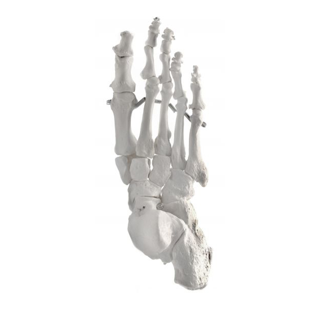 Foot Model, Right - Articulated - Anatomically Accurate Human Foot Bone Replica - Natural Size, Natural Color - Eisco Labs