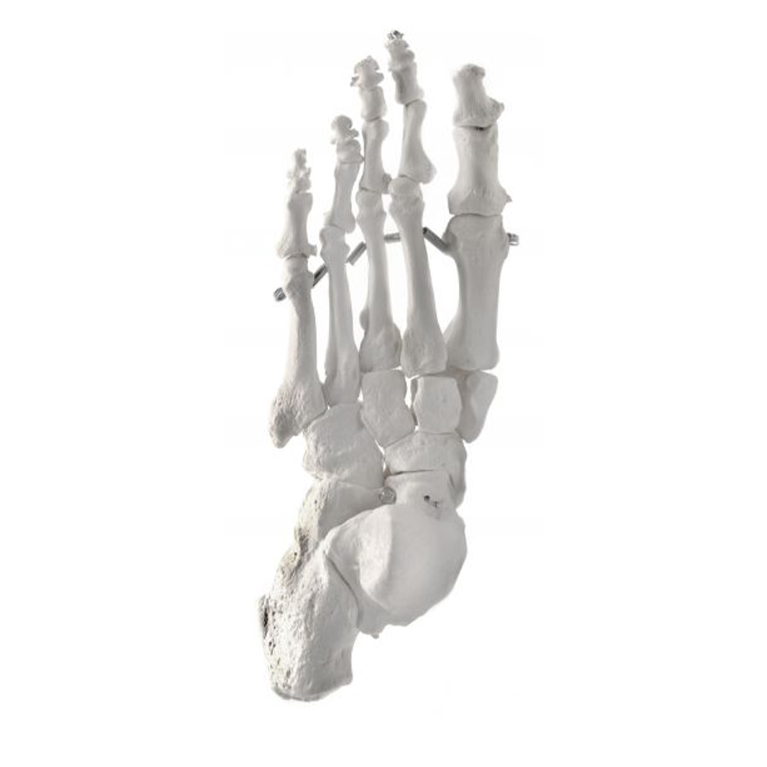Foot Model, Left - Articulated - Anatomically Accurate Human Foot Bone Replica - Natural Size, Natural Color - Eisco Labs