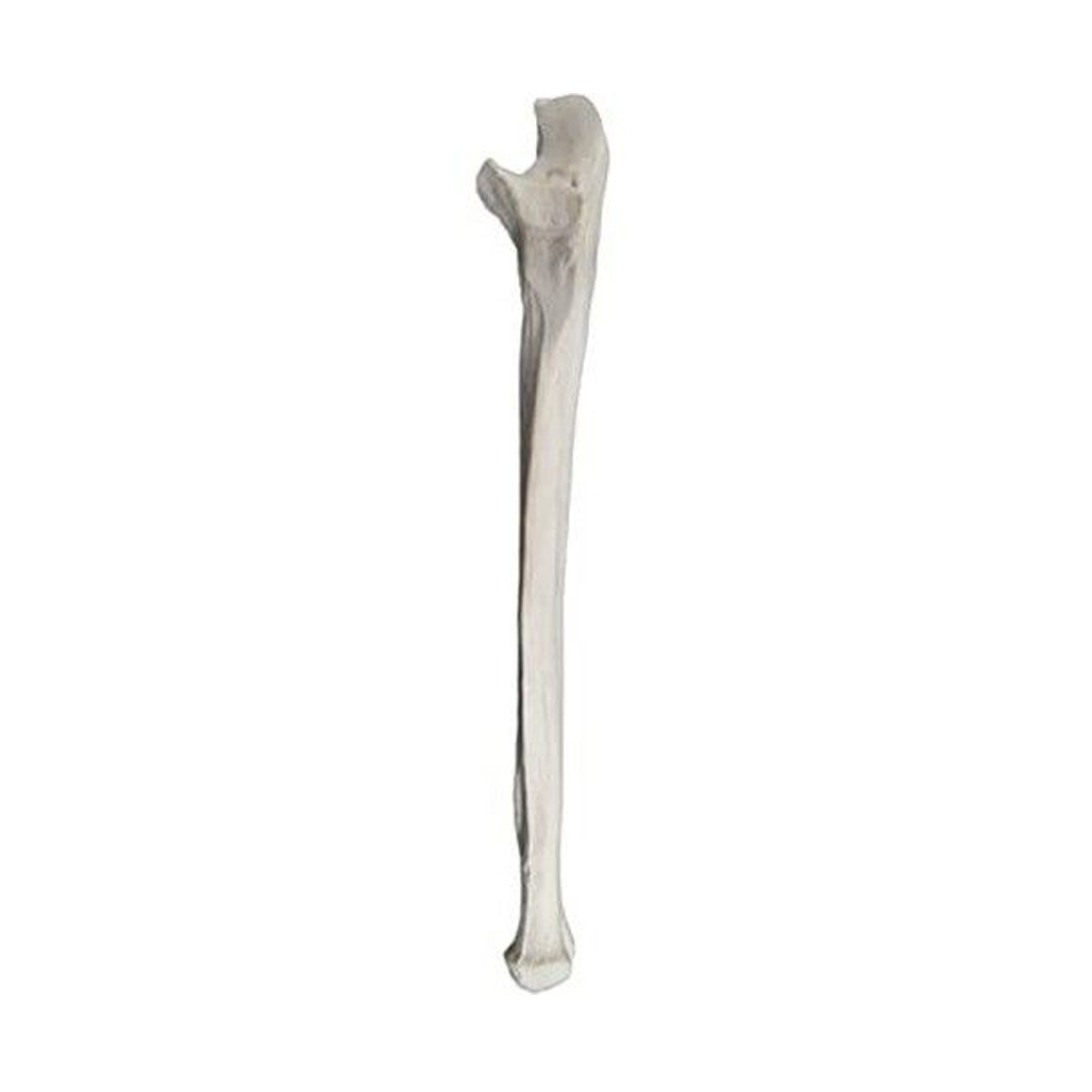 Ulna Bone Model - Left - Anatomically Accurate Human Ulnar Bone Replica - Eisco